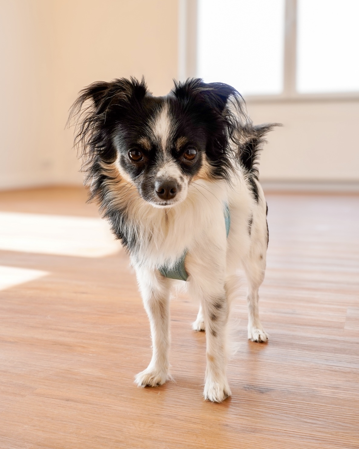 Hundefotografie