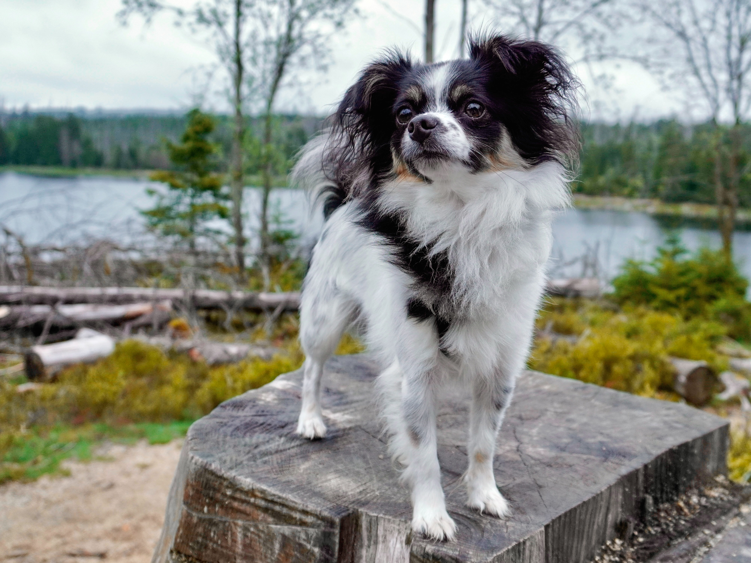 Hundefotografie